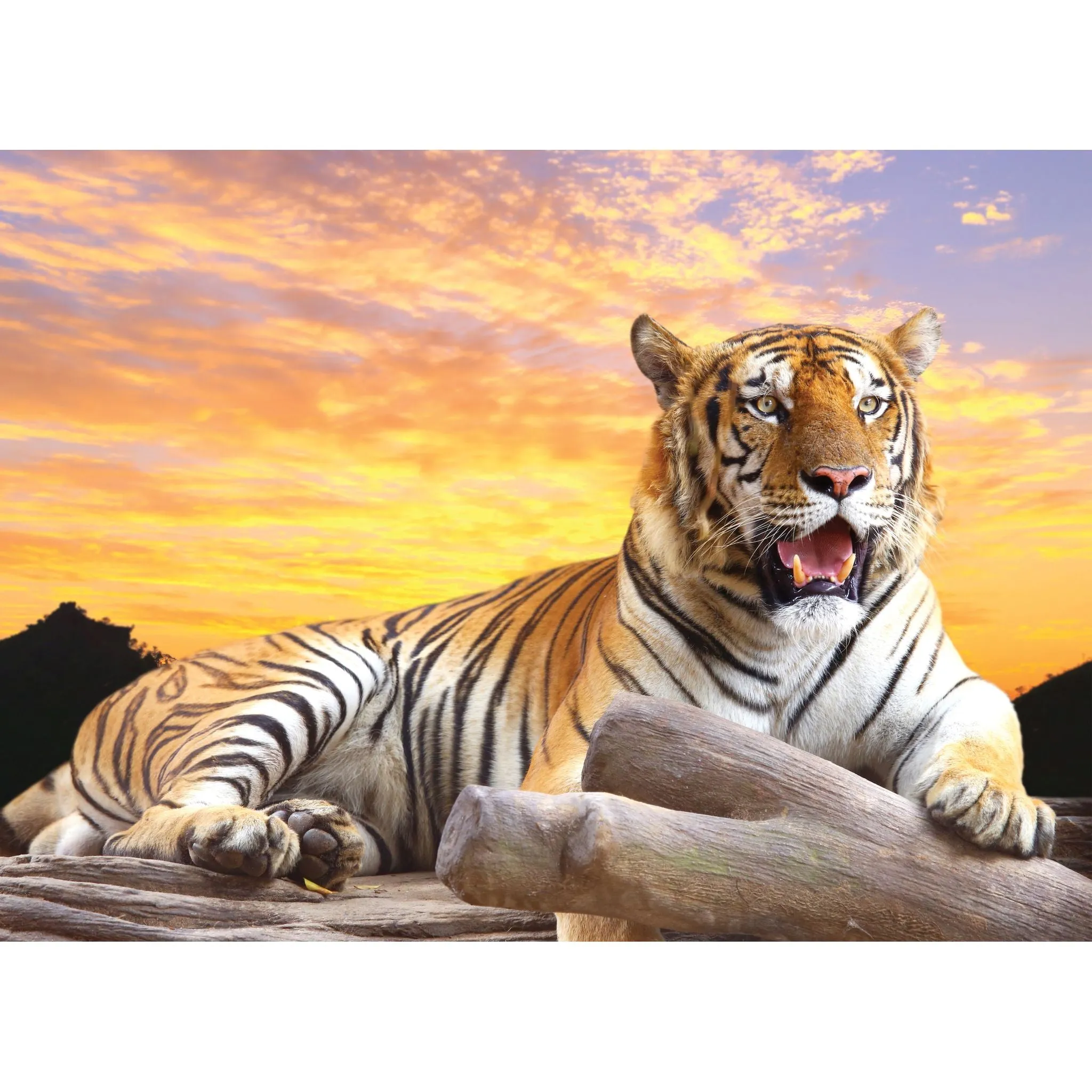 Crown Tiger at Sunset 1000 Piece Puzzle
