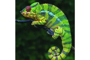 Diamond Art Chameleon 30cm X 40cm