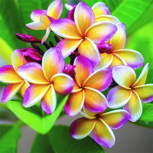 Diamond Art Frangipani 30cm X 30cm