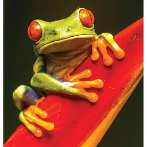 Diamond Art Green Frog 30cm X 30cm
