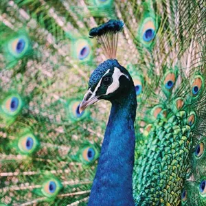 Diamond Art Peacock 30cm X 30cm Full Drill