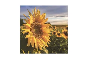 Diamond Art Sunflower 30cm X 40cm