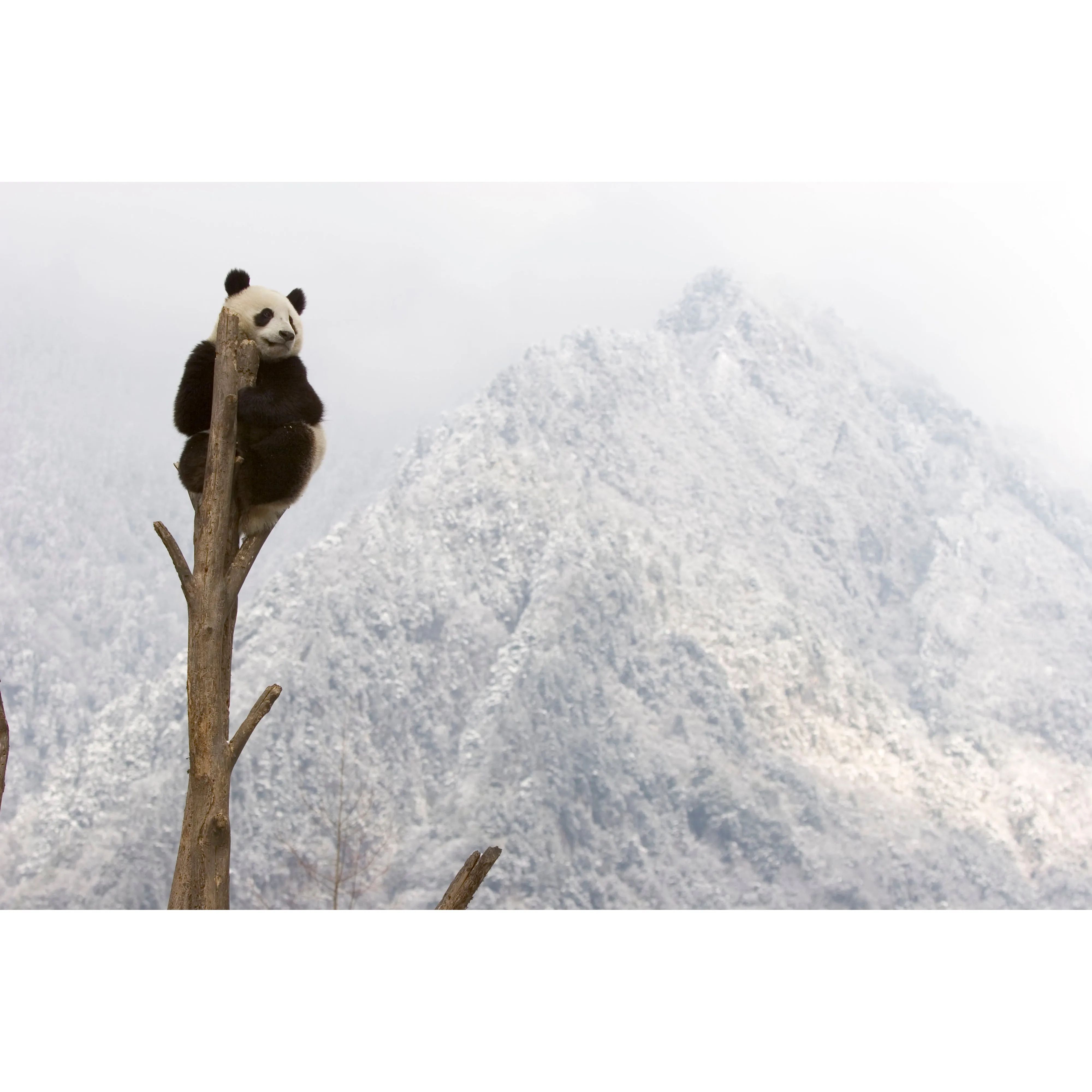 WWF Panda Sitting - 22cm